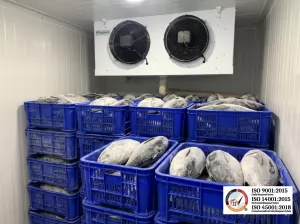 Gudang Pendingin Ikan Tuna Kualitas Ekspor Jepang